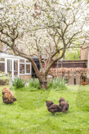 FEATURE - Stylischer Hühnerstall in London