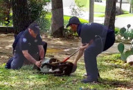 FEATURE - Hund steckte drei Tage mit dem Kopf in Plastikbehälter 