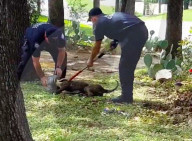 FEATURE - Hund steckte drei Tage mit dem Kopf in Plastikbehälter 