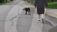 FEATURE - Hund steckte drei Tage mit dem Kopf in Plastikbehälter 