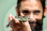 FEATURE - Posieren mit jungen Mississippi Alligatoren