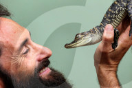 FEATURE - Posieren mit jungen Mississippi Alligatoren