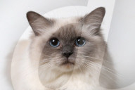 FEATURE - Supreme Katzenshow in Dublin