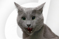 FEATURE - Supreme Katzenshow in Dublin