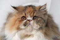 FEATURE - Supreme Katzenshow in Dublin