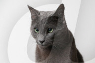 FEATURE - Supreme Katzenshow in Dublin