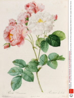 Art (Botanical) - various
