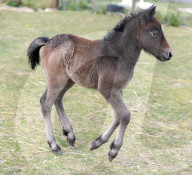 FEATURE - Kleines Eriskay Pony in Dorset