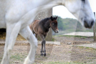 FEATURE - Kleines Eriskay Pony in Dorset