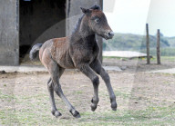 FEATURE - Kleines Eriskay Pony in Dorset