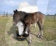 FEATURE - Kleines Eriskay Pony in Dorset