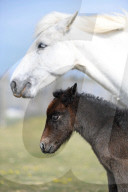 FEATURE - Kleines Eriskay Pony in Dorset