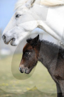FEATURE - Kleines Eriskay Pony in Dorset