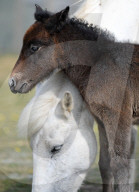 FEATURE - Kleines Eriskay Pony in Dorset