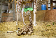 FEATURE - Kleine Giraffe im Zoo von Wraxall