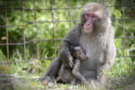 FEATURE - Makakenbaby im Zoo von Olmütz