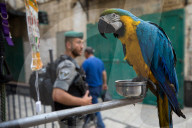 NEWS - Jerusalem: Scharfe Kontrollen durch die Grenzpolizei (Magav)