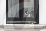 NEWS - Wikileaks: Schweden stellt Verfahren gegen Assange ein