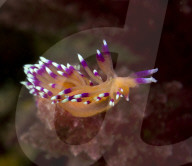 FEATURE - Unterwasserwelten (Archivbilder)