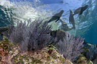 FEATURE - Unterwasserwelten (Archivbilder)