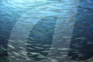 FEATURE - Unterwasserwelten (Archivbilder)