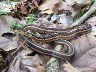 FEATURE - Kanada: Tausende Strumpfbandnatter 'treffen' sich im  im Narcisse Snake Pits