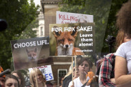 NEWS - Protest in London gegen Fuchsjagd