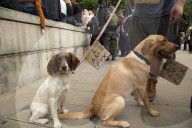 NEWS - Protest in London gegen Fuchsjagd