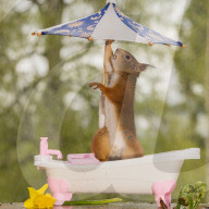 FEATURE - Eichhörnchen badet mit Regenschirm