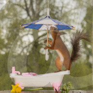 FEATURE - Eichhörnchen badet mit Regenschirm