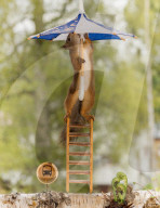 FEATURE - Eichhörnchen badet mit Regenschirm