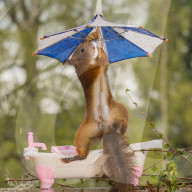 FEATURE - Eichhörnchen badet mit Regenschirm
