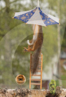 FEATURE - Eichhörnchen badet mit Regenschirm