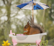 FEATURE - Eichhörnchen badet mit Regenschirm