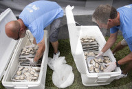 FEATURE - Austern-Essen um die Wette in New Orleans