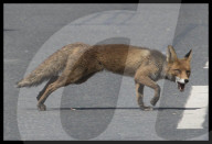 FEATURE - Der Stadtfuchs ist los