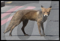 FEATURE - Der Stadtfuchs ist los