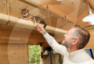 FEATURE - Katzenhotel in Kent