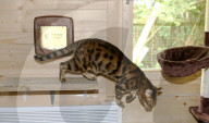 FEATURE - Katzenhotel in Kent