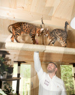FEATURE - Katzenhotel in Kent