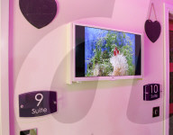 FEATURE - Katzenhotel in Kent