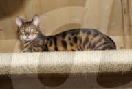 FEATURE - Katzenhotel in Kent