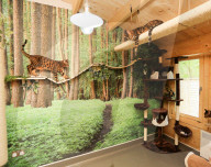 FEATURE - Katzenhotel in Kent
