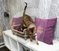 FEATURE - Katzenhotel in Kent