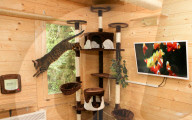 FEATURE - Katzenhotel in Kent