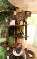 FEATURE - Katzenhotel in Kent