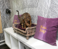 FEATURE - Katzenhotel in Kent