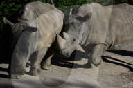 FEATURE - Madrid Zoo: Zwei weisse Nashörner mögen sich