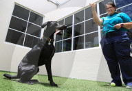 FEATURE - Mischlingshund Stella kriegt einen neuen Job