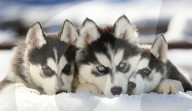 FEATURE - Kleine Huskies zum knuddeln